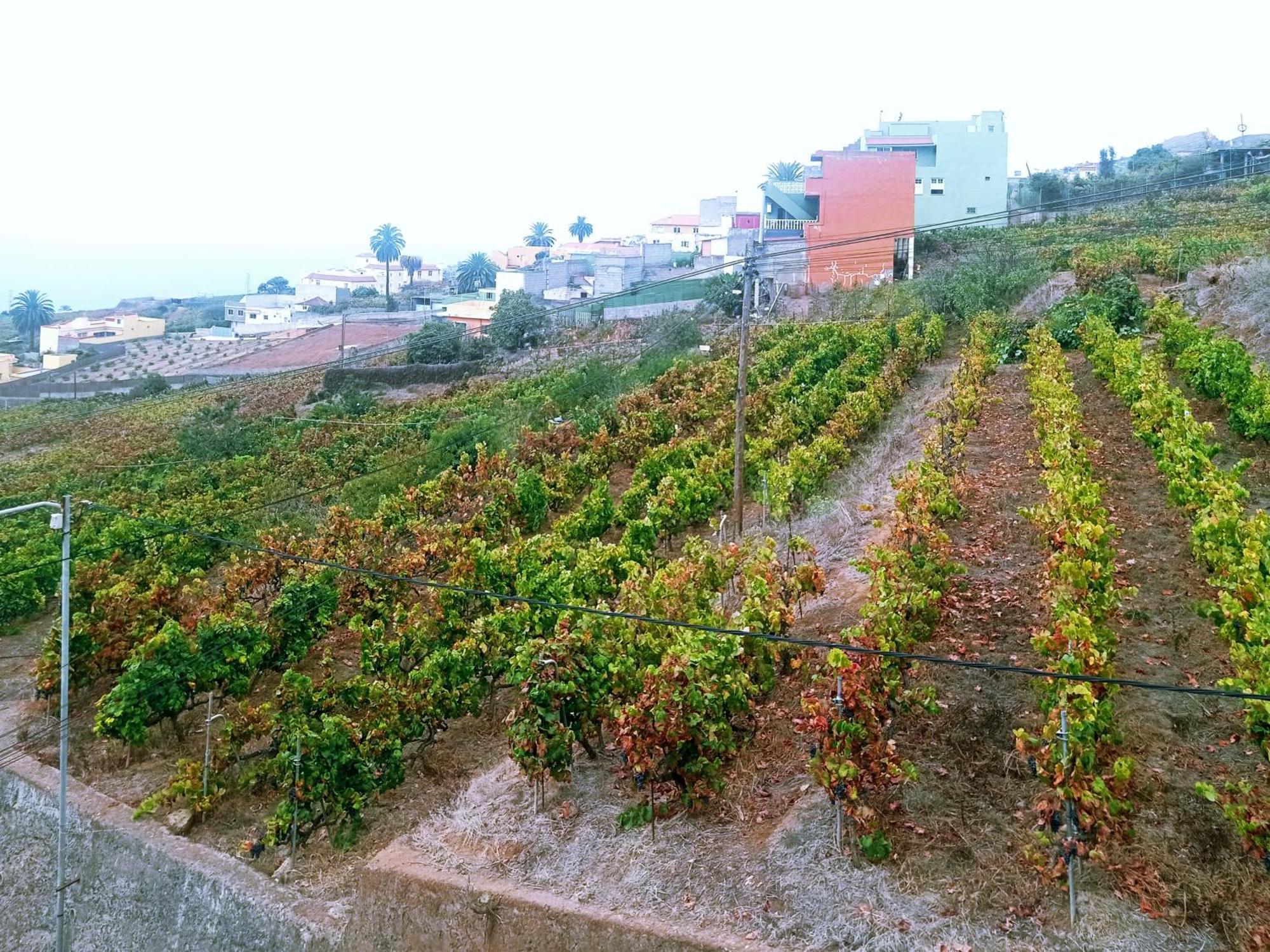 La Victoria de AcentejoLive La Victoria Carril - Casa Acogedora Y Familiar Con Terraza Completa别墅 外观 照片